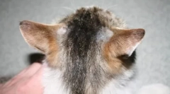 Čo robiť, ak mačka padá vlnu a príde rozrušený